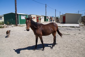 A Horse in Wolwerivier