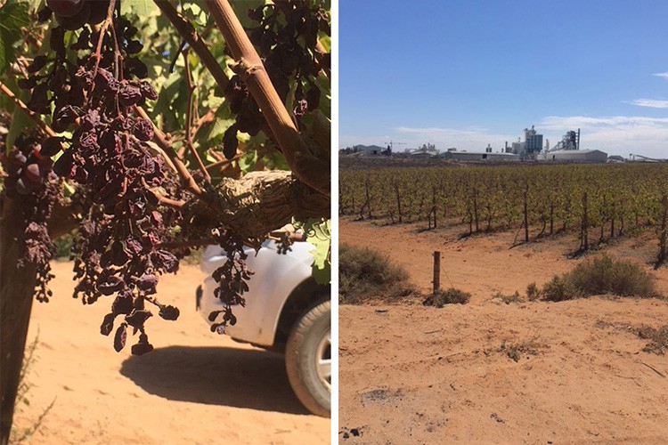 Photos of grape farm