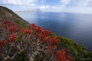 Photo of fynbos