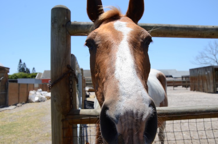 Photo of horse