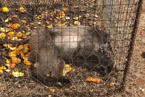 Photo of dead baboon in cage