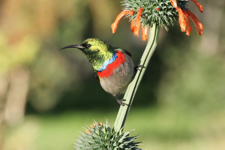 Photo of sunbird