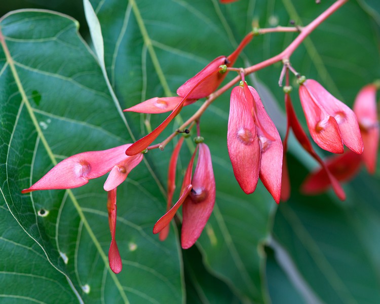 Photo of a plant flowering