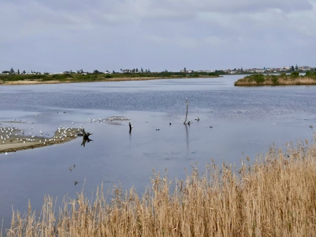 Photo of Zandvlei