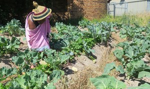 Photo of a woman gardening