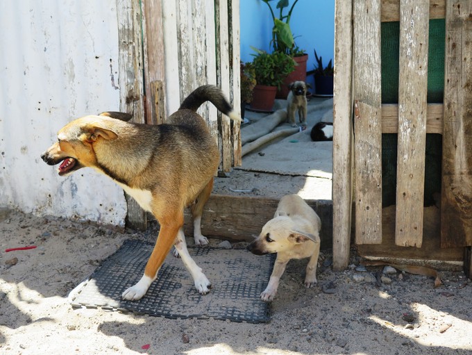 Photo of a dog and her puppies.