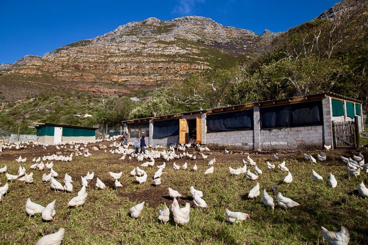 Photo of chickens