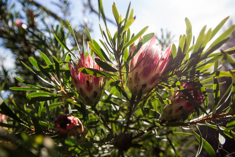 Photo of fynbos