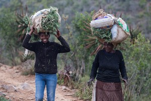 Photo of two people carrying cannabis