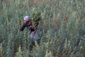 Photo of woman harvesting cannabis