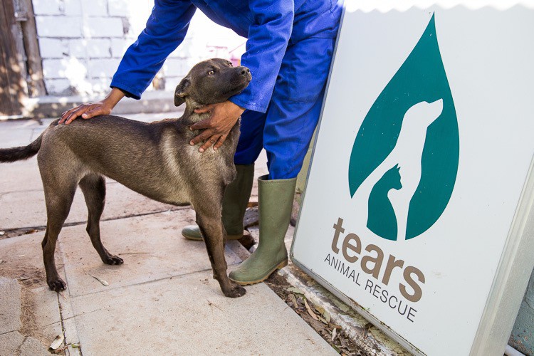 Photo of a man petting a dog