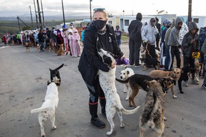 Animals in Plett Get Aid