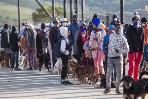 Animals in Plett Get Aid