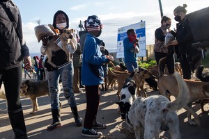 Animals in Plett Get Aid