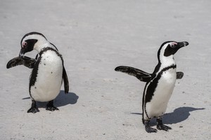 African Penguins