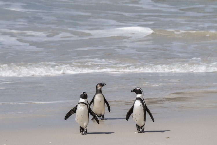 African Penguins at Boulders Beach in Cape Town - Ihsaan Haffejee