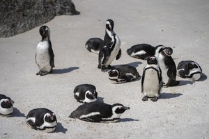 African Penguins