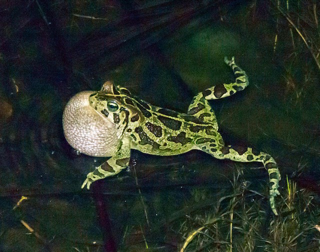 Photo of a frog