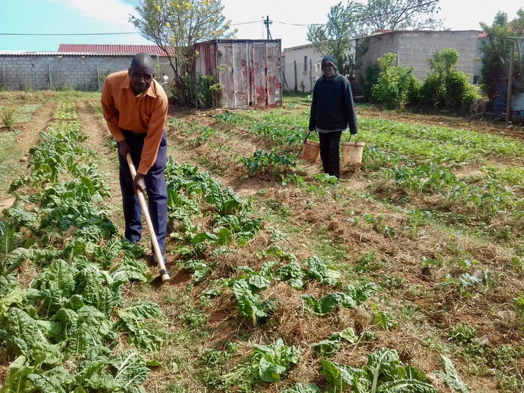 Photo of a man in a garden