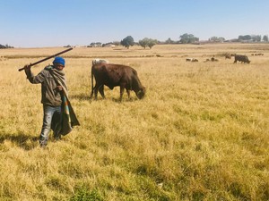 Photo of a man herding cows