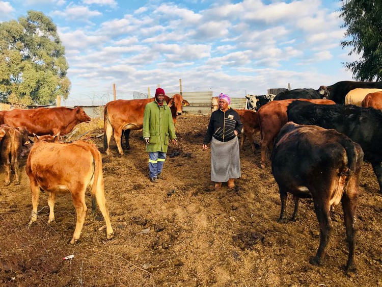 Photo of two people and cows