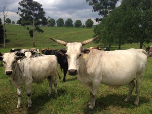 Photo of cows on Robin Fowler's farm.