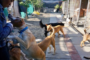 Photo of person and dogs