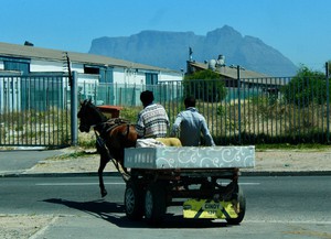 Photo of a man fixing a horse harness