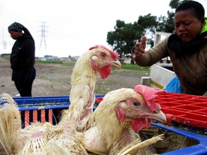 Photo of woman picking out a chicken