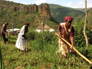 Photo of women tilling dagga