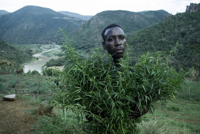 Man with marijuana plant