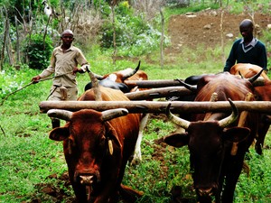 Photo of two men ploughing with oxen.