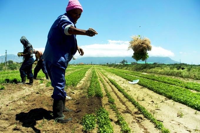 Photo of a worker harvesting coriander