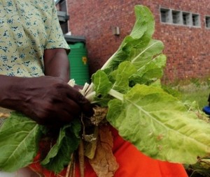 Photo of a hand holding a lettuce