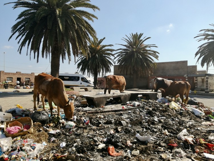 Photo of cows eating rubbish