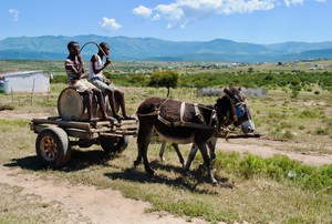 Fetching near Fort Beaufort