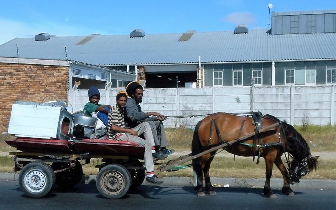 Photo of a cart horse