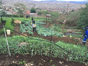 Photo of vegetable garden