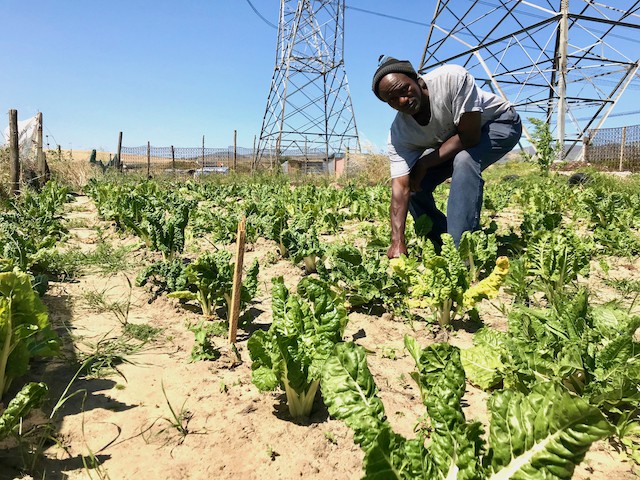 Photo of a man in a field of spinach