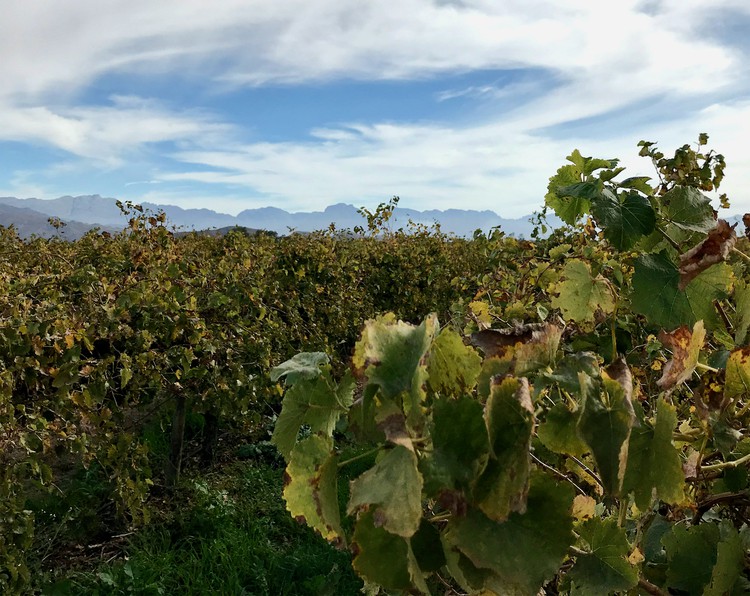 Photo of a vineyard