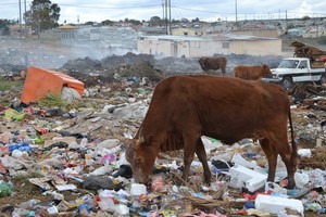 Cows Graze in Dumpsite