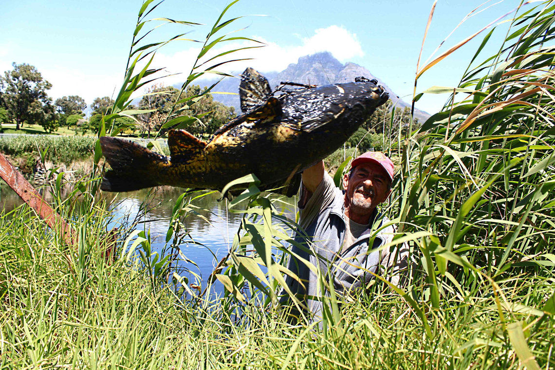 Many of the fish are between five and six kilos, so Wayne throws them up to ground level before climbing back up from the river.