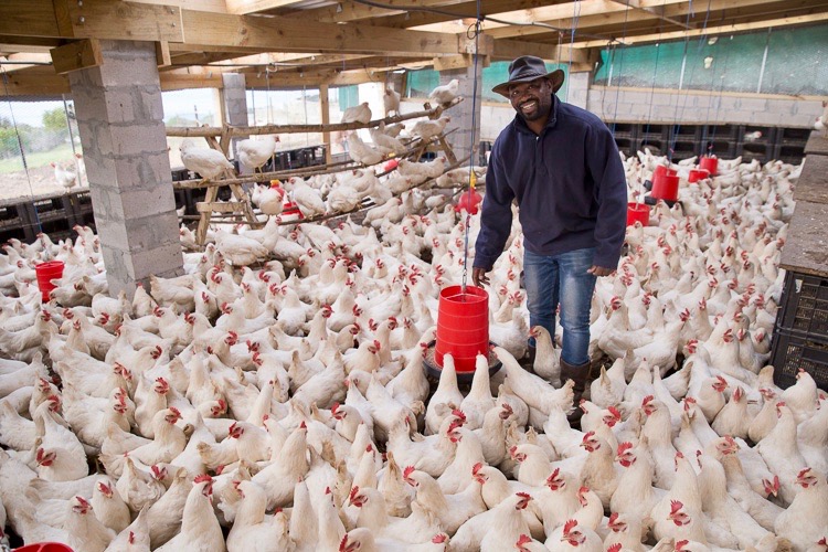 Photo of a chicken coop