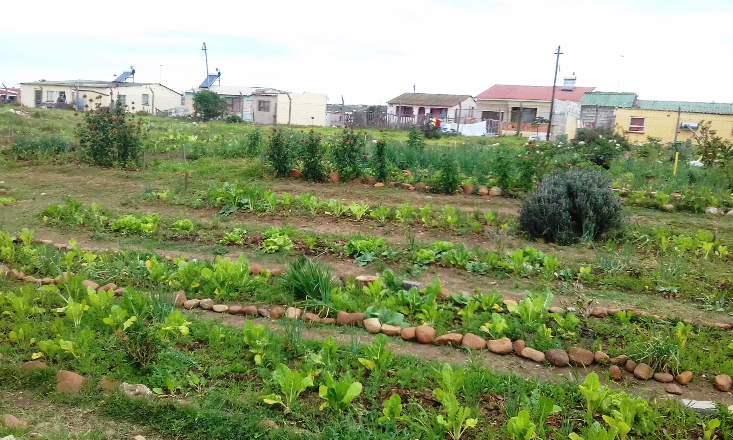 Photo of a garden