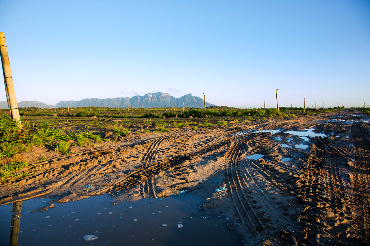 Photo of farmland with Table Mountain in the distance