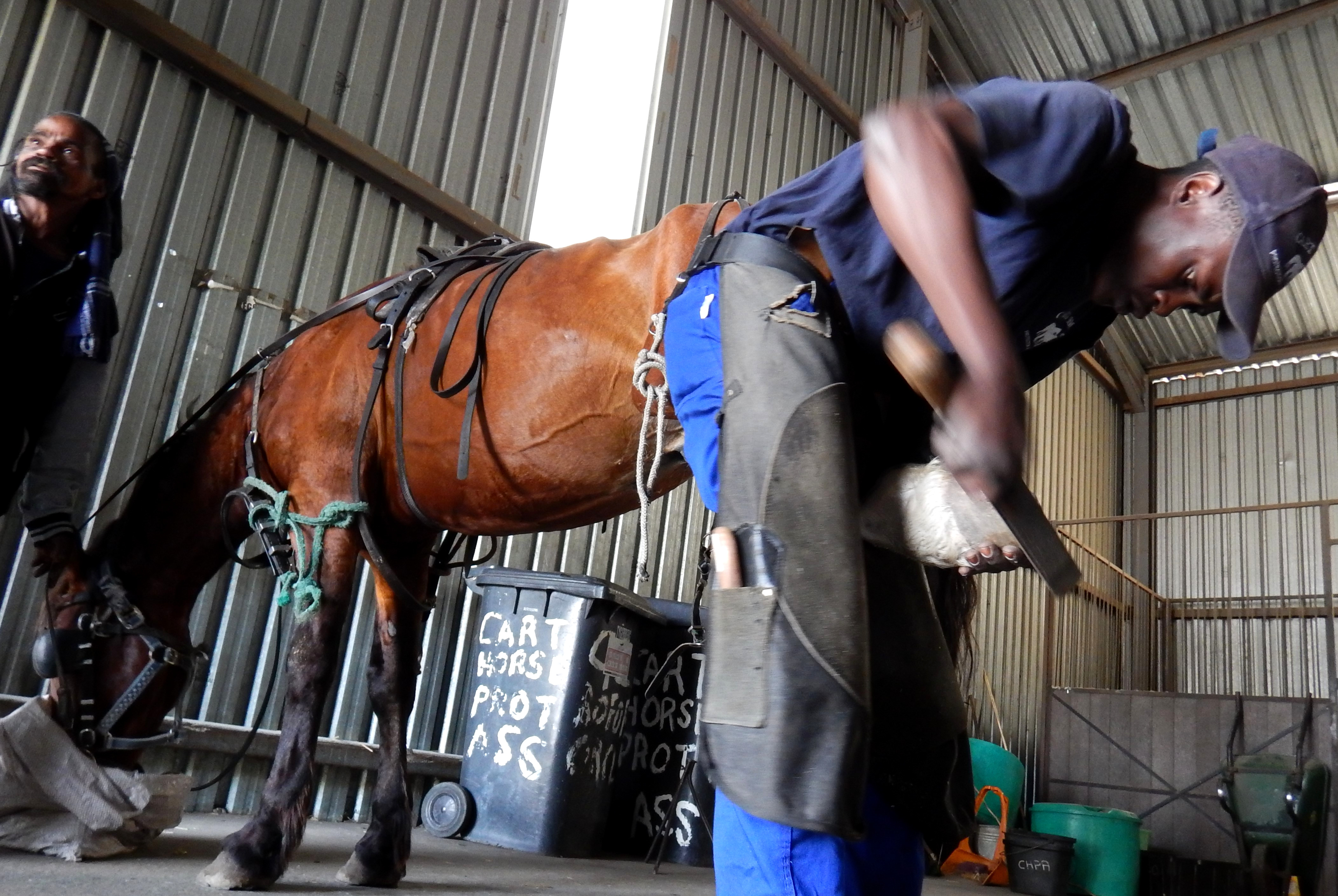 Photo of a horse being shoed