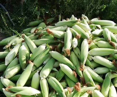 Photo of corn on the cob